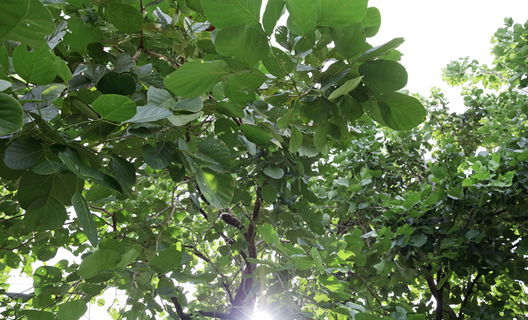 รูป Kanasiri Rama 2-Wongwaen - รูปที่ 5/13