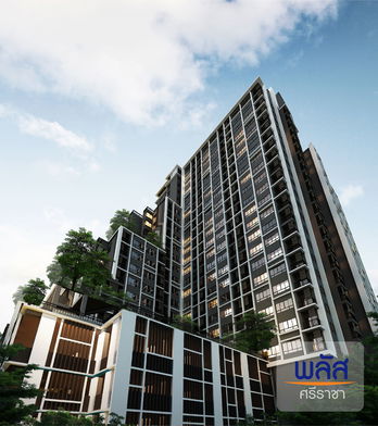 รูป Plus Sriracha - รูปที่ 3/27