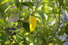 listing thumbnail image 2